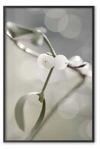 Poster: Purezza nebbia - pianta con fiore bianco su sfondo naturale