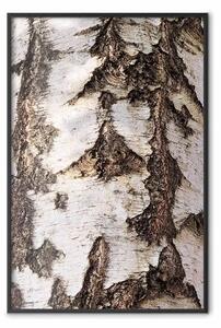 Poster: Bella struttura - texture della corteccia di betulla