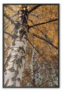 Poster: Colori autunnali - paesaggio autunnale di un albero con foglie dorate