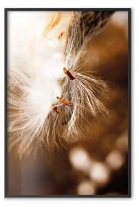 Poster: Dolce oscillazione - pianta con fiore di soffione su sfondo arancione