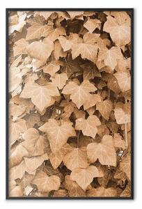Poster: Edera autunnale - composizione di foglie su siepe in colore seppia