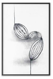Poster: Semi di cacao - line art di semi su sfondo bianco