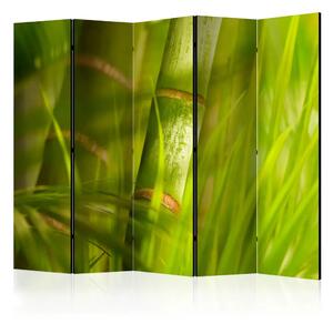 Paravento separè Bambù - natura zen II - Composizione verde con piante