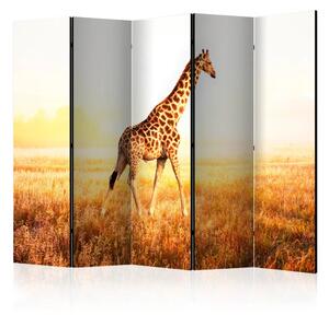 Paravento design Giraffa - passeggiata II - animal walking through a sunny field