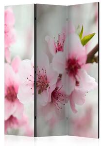 Paravento design Fiori di ciliegio rosa - composizione floreale