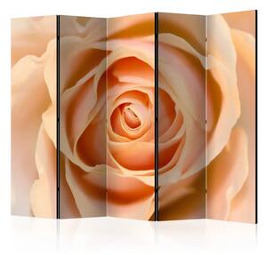 Paravento design Rosa Color Pesca II - composizione romantica con rosa