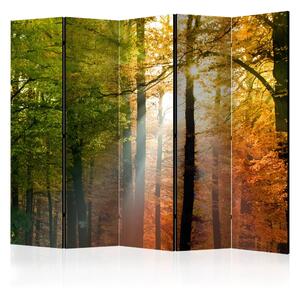 Paravento separè Colori del bosco II - paesaggio solare tra gli alberi