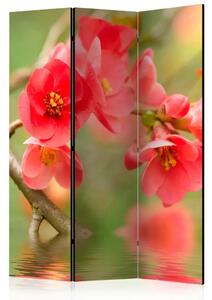 Paravento design Azalea Riflessa nell'Acqua - Composizione rossa di fiori sopra l'acqua