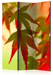 Paravento design Foglie Colorate - Albero con foglie rosse e verdi su sfondo chiaro
