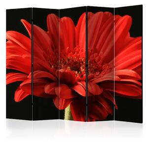 Paravento Gerbera rossa II - Fiore con petali rossi su sfondo nero