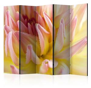 Paravento Dahlia pastello con gocce di rugiada II - Fiore rosa-giallo