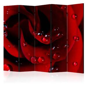 Paravento Rosa rossa e gocce di rugiada II - Rosa rossa con gocce