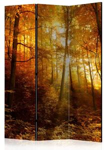 Paravento separè Illuminazione autunnale - paesaggio boschivo con luce solare