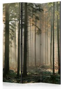 Paravento design Mattina nebbiosa di novembre - alba e alberi della foresta