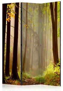 Paravento separè Sentiero nel bosco misterioso - Paesaggio boschivo