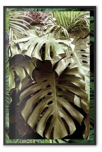 Poster: Nobiltà della giungla - composizione tropicale di foglie di monstera