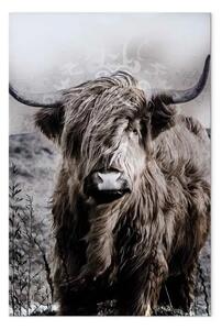 Quadro moderno Toro scozzese seppia - animale selvatico capelli chiaro