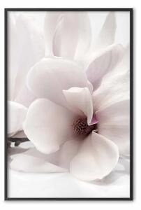 Poster: Fioritura luminosa - composizione di fiore bianco su sfondo chiaro