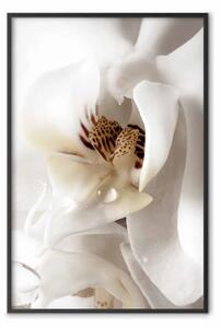 Poster: Goccia di sogno - magnolia su sfondo bianco
