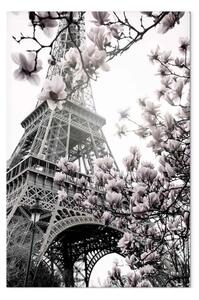 Quadro su tela Magnolie parigine - fiori primaverili su sfondo a torre
