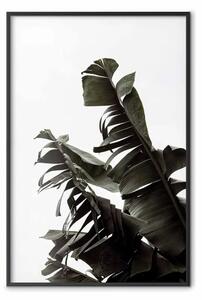 Poster: Bouquet tropicale - foglie verdi su sfondo bianco