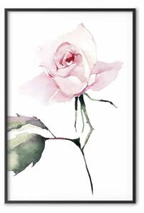Poster: Rosa solitaria - composizione naturale di pianta rosa su sfondo bianco