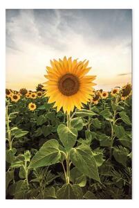 Quadro contemporaneo Campo di girasoli verticale - paesaggio prativo primaverile