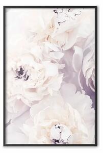 Poster: Magnolie vaniglia - fiori con sfumature viola