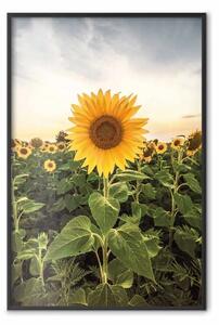 Poster: Campo di girasoli - prato di fiori gialli su sfondo di cielo