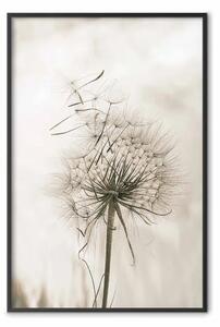Poster: Soffio leggero - composizione con delicato fiore di soffione chiaro