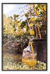 Poster: Raccolto di limoni - vista su piante fiorite