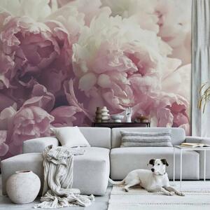 Carta da parati moderna Fioritura di peonie - fiori in primo piano su sfondo in tonalità rosa e bianco