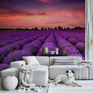 Carta da parati moderna Campo di lavanda - paesaggio con tramonto sopra i campi provenzali