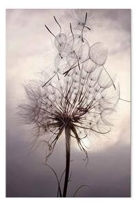 Quadro Foto nello stile di Boho con un motivo floreale di soffione