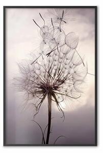 Poster: Momento diviso - fiori di soffione al tramonto