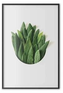 Poster: Cerchio odoroso - composizione vegetale su sfondo bianco