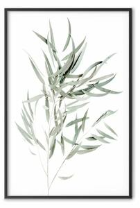Poster: Eucalipto Nicholii - composizione minimalista in foglie verdi