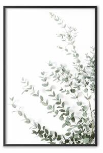 Poster: Eucalipto Parvifolia - composizione minimalista con pianta verde