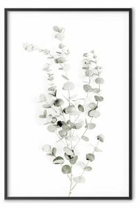 Poster: Eucalipto Caesia - composizione semplice in foglie verdi su bianco