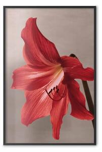 Poster: Fiore rosso - fiore colorato vivace su sfondo contrastante