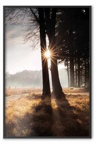 Poster: Raggio tra gli alberi - sole e nebbia
