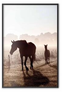 Poster: Mattino ricordi - cavalli e foresta nebbiosa
