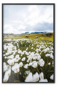 Poster: Prato del nord - vista di prato con fiori bianchi su montagne