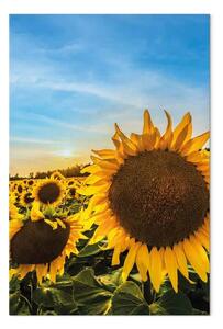 Quadro Fiori della pace - girasoli in un campo vasto