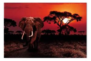 Quadro Avventura africana - elefante in movimento