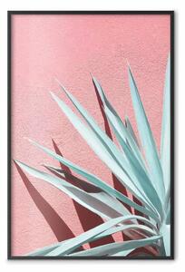 Poster: In pieno sole - foglie di celadon che fanno ombra su una parete rosa