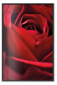 Poster: Fiore delicato - foto ravvicinata di petali di rosa rossa