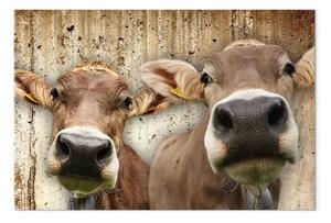 Quadro Ritratto mucche - animali sfondo muro cemento