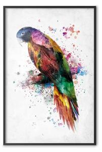 Poster: Pappagallo arcobaleno - uccello ramo