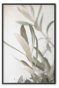 Poster: Ramo d'ulivo - inquadratura di un pezzo di vegetazione mediterranea